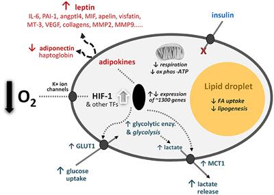 Oxygen—A Critical, but Overlooked, Nutrient